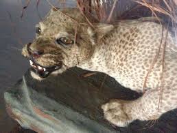 Leopard tours zanzibar, zanzibar, tanzania. Zanzibar Leopard Alchetron The Free Social Encyclopedia