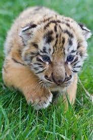 Pin On Big Beautiful Cats