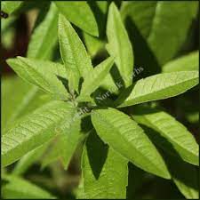 These are the favorite brands. Lemon Verbena Aloysia Citriodora Buy Plants From Norfolk Herbs