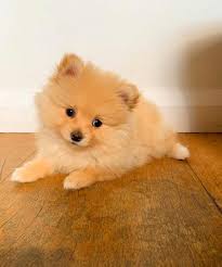 Join millions of people using oodle to find puppies for adoption, dog and puppy listings, and other pets adoption. Orange Pomeranian Puppies For Sale Near Me Pets Lovers
