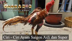 Ciri Ciri Ayam Saigon Super Dan Asli Seperti Yang Kita Ketahui Sebagian Besar Ayam Petarung Berasal Dari Negara Mnyamar Vietnam Dan Thailan Asli Ayam Vietnam