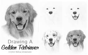 Drawing Lesson How To Draw A Golden Retriever Dog Drawing Golden Retriever Drawing Golden Retriever