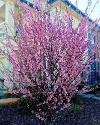 Image result for Prunus × blireana
