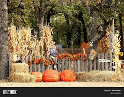 Check spelling or type a new query. Entrance Pumpkin Patch Image Photo Free Trial Bigstock
