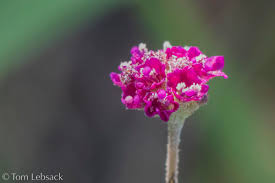 Image result for Boerhavia coccinea