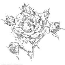 Summer Flowers Sketch Art Print Art Com Flower Sketches Flower Drawing Summer Flowers