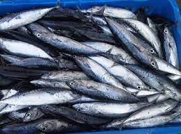 Ikan yang lebih banyak tinggal di laut dalam ini, dikenal dengan kandungan asam lemak omega 3 dan omega 6 yang tinggi. 8 Ikan Laut Indonesia Yang Sering Dikonsumsi Lezat Kaya Manfaat