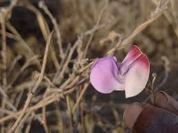 Image result for Dolichos sericeus