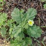 Image result for Pedalium