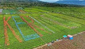 Kebun teh terluas di dunia. Kerinci Pecahkan Rekor Muri Petik Daun Teh Terbanyak Di Area Teh Terluas Di Dunia