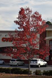 Using Georgia Native Plants: Parking Lot Maples