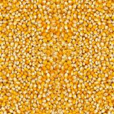 Citeste acum toate articole despre pret porumb pe digi24.ro. Cereale Stiriagricole Ro Part 14