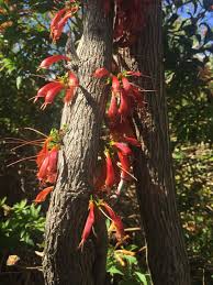 Image result for Halleria lucida