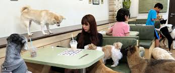 As a visitor, i can search for puppies in my area available on a certain date as a renter, i can book a playdate with a puppy The Dog Cafe Aims To Be First Of Its Kind In America Daily Trojan