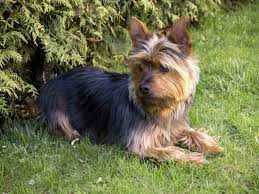 Check spelling or type a new query. Australian Yorkshire Terrier Australian Terrier Yorkshire Terrier Mix Info Pictures