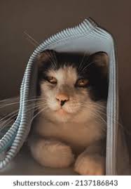 Photo & Image Portfolio by Emmanuel Peralta