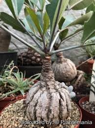 Image result for Cussonia natalensis