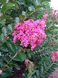 Dreamstime is the world`s largest stock photography community. Crape Myrtle Trees Bushes Growing And Care Garden Design