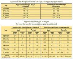 Extraordinary Rottweiler Weight Calculator Labrador Dog