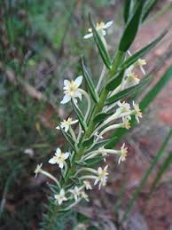 Image result for Struthiola