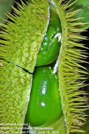 Image result for Guilandina bonduc