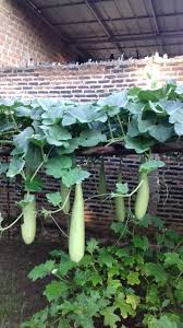 Pohon labu siam hidup dengan cara merambat dan biasanya ditanam si pekarang rumah atau kebun. Pengalaman Menanam Labu Air Labu Putih Di Pekarangan Rumah Hingga Berhasil Berbuah Tips Petani