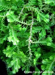Image result for Selaginella kivuensis