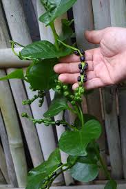 Image result for Basella