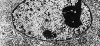 It is hooke who coined the word cell ; History Of Cell Biology