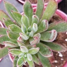 Image result for Stachys nemorivaga
