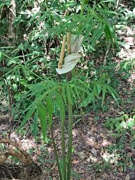 Image result for Gonatopus