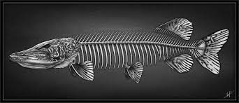 Pike Skeleton Pencil Art Www Nicklaferriere Com Pike Esox Fishing Fishart Pencil Drawing Art Artwork Skeleton Pike Art Fish Bone Tattoo Fish Drawings