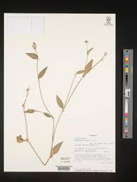 Image result for Aneilema arenicola