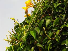 Image result for Bignoniaceae