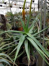 Image result for Aloe spicata