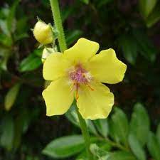 Expect the earliest bloom in early march, right at the start of spring! Flowers That Begin With V A To Z Flowers