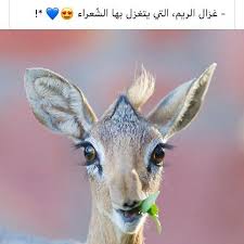 Pin By Hie07 On لـيته يـقرأ Cute Animals Animals Beautiful Animals