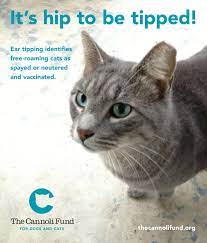 Caretakers just pay $5.00 for a rabies vaccine. Humane Resources Feral Cats Cats Feral Cat Shelter