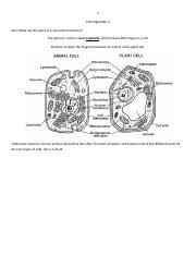 Maybe you would like to learn more about one of these? Cytoplasm Is The Cell Fluid That Surrounds All The Other Organelles Of The Cell Course Hero