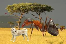 It depends are you an ant or a elephant, is your an ant then it's as big as a house, if your a elephant then its the size of a marble, but if your a person then its a little smaller than a coffee. From This Project I Tried To Make The Picture Showed The Ant Is Bigger Than The Dog For This Project I Tried To Showed Th Pictures Of Ants Animals Small Dogs