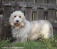 Image result for malý vendéeský hrubosrstý honič