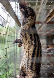 The 34 or so species in this family include civets, palm civets, and malagasy civets. Civet Coffee A Cup Of Cruelty Moving Animals