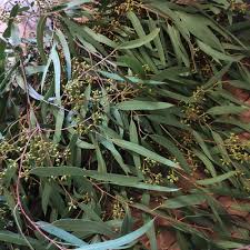 Image result for Eucalyptus camaldulensis