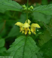 Image result for Lamium galeobdolon