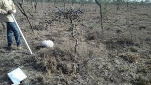 Image result for Rhynchosia holstii