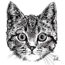 Kucing jantan, tapi mukanya cantik. Conquer Nostalgic Today Practice Kucing Ta Pada Dirinya