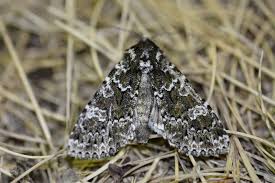 Image result for Polymixis polymita