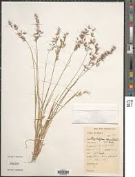 Image result for Melinis macrochaeta