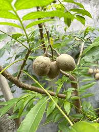 Image result for Anacardiaceae