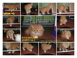 Bagaimana untuk melukis kucing yang realistik tutorial langkah. Zul Azizi Boarding Pets